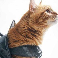 Yes, Your Cat Absolutely Needs 3D Printed Battle Armor