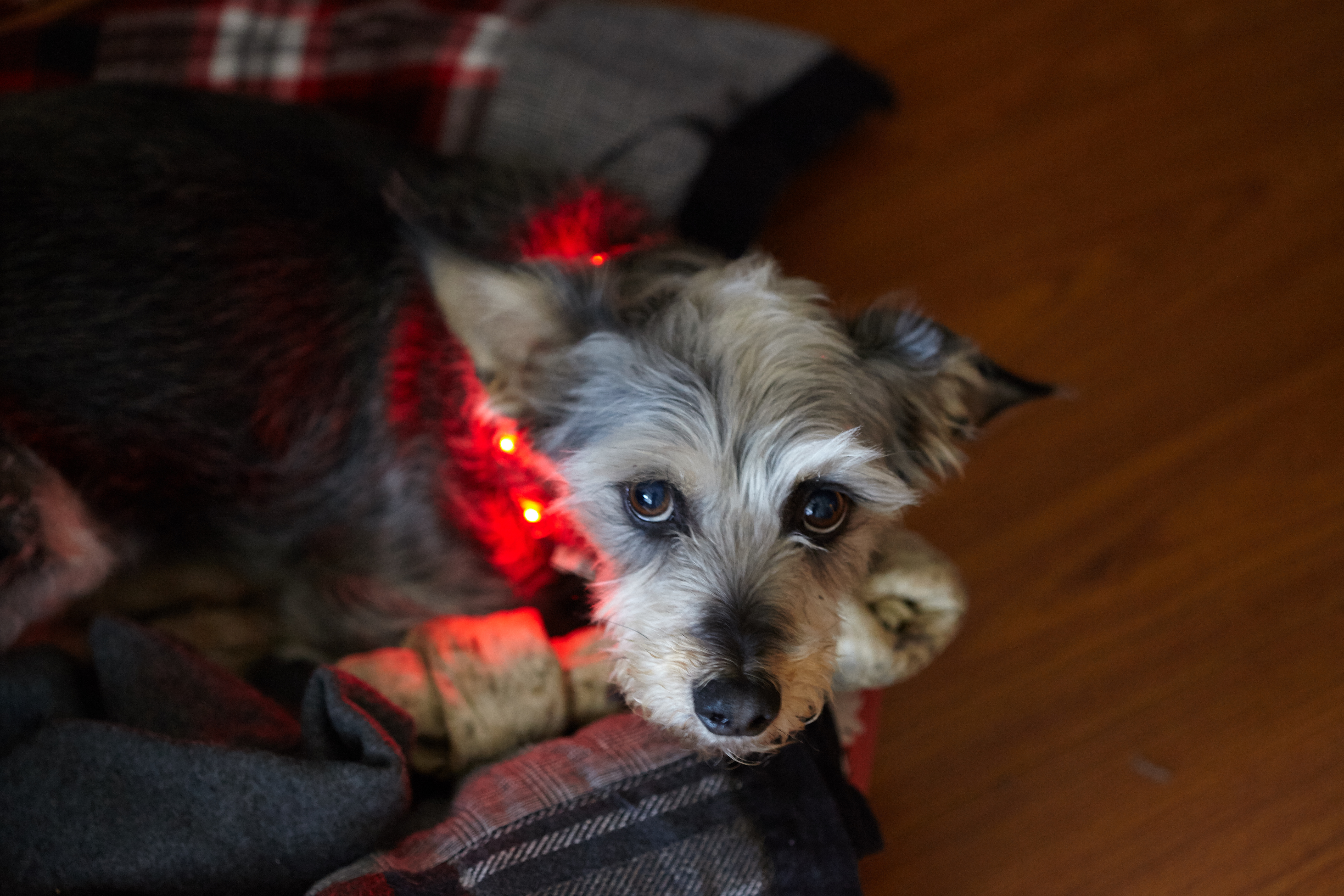 Illuminate a Dog Collar with LEDs