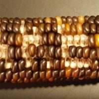 Math Monday: Create Pixel Art with Corn