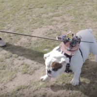 Hack Your Dog with Arduino-Driven Hot Dogs