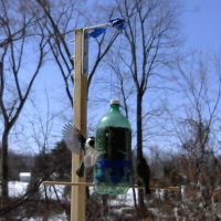 Make a Bird Activity Monitor and Feeder with Arduino