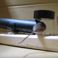 Simple, Humane PVC Mousetrap