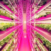 Edible Innovations: Common Garden Develops Open Source Farming Techniques