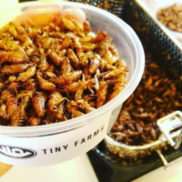 Edible Innovations: Andrew Brentano Harvests Insects from a “Smart Farm”