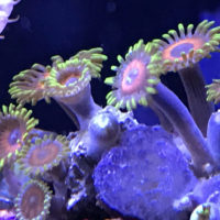 Automate Your Coral Reef Tank with Raspberry Pi