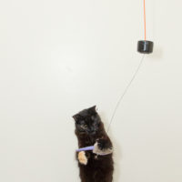 String Up a Simple, Chaotic Double Pendulum Cat Toy