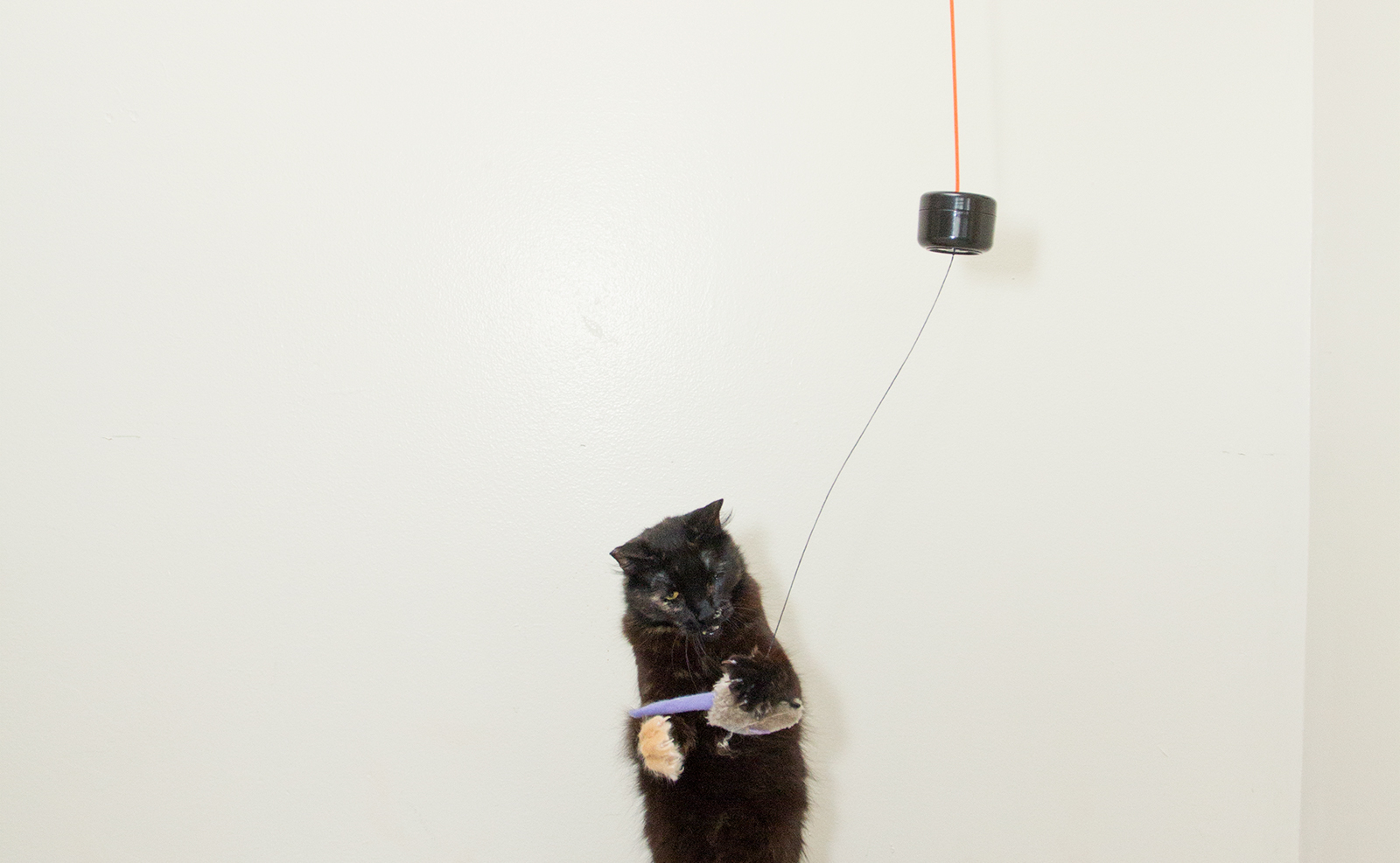 String Up a Simple, Chaotic Double Pendulum Cat Toy