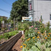 Cultivating a Neighborhood Garden as a Community Organizing Hub