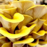Edible Innovations: Use Coffee Grounds to Grow Mushrooms