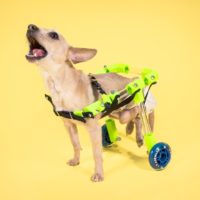 Custom Canine Wheelchair
