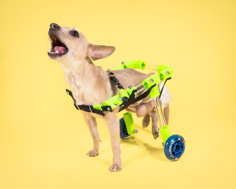 Custom Canine Wheelchair