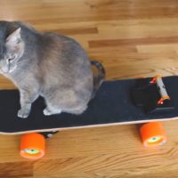 Building Your Cat A Custom Electric Skateboard