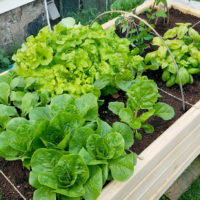 a raised planter bed sectioned off with twine into areas growing different leafy greens