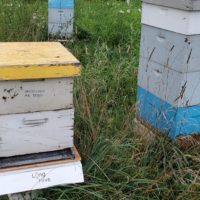 Make:cast – Machine Learning for Beekeepers