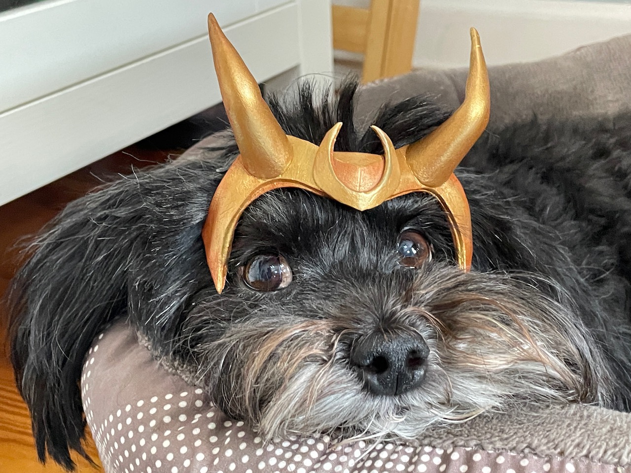 Turn Your Pet Into A Loki Variant With This Quick Tutorial