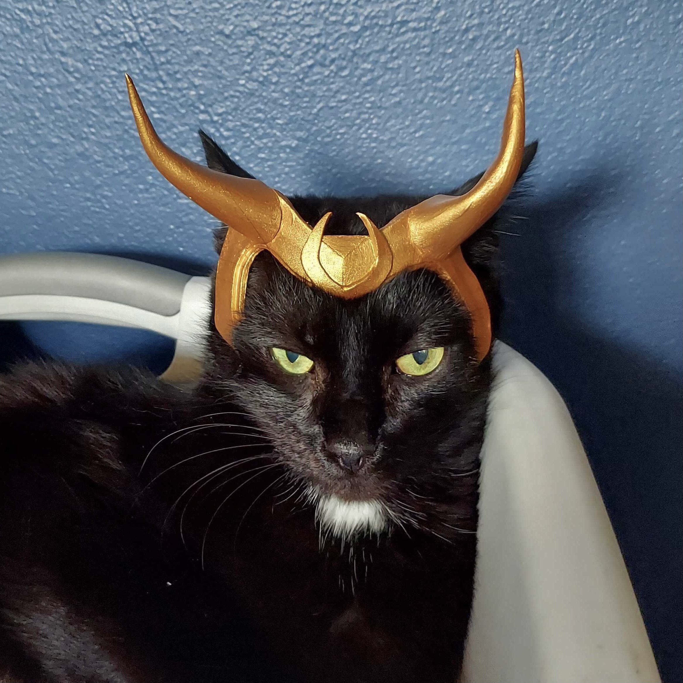 Turn Your Pet Into A Loki Variant With This Quick Tutorial Make