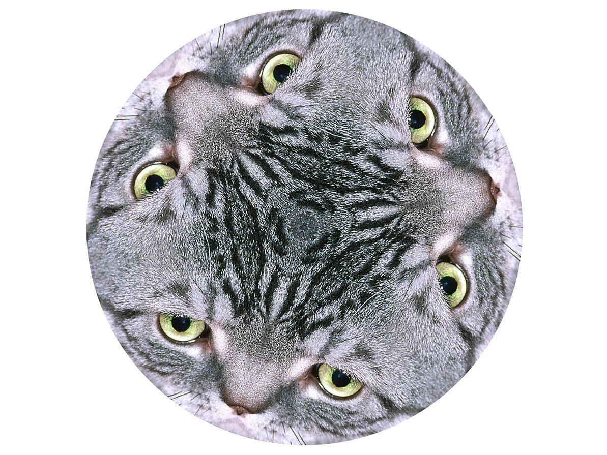 Kitty Kaleidoscope