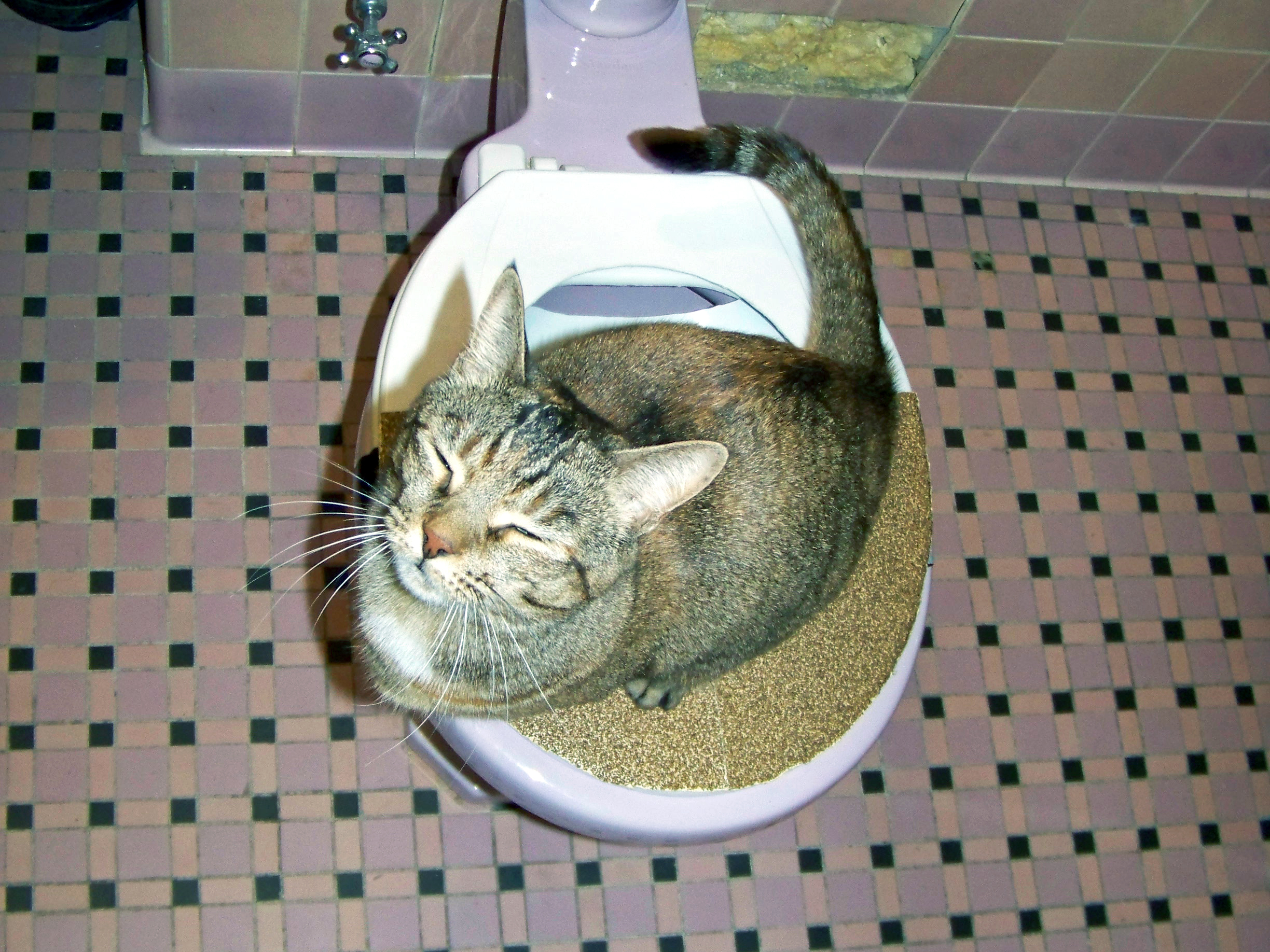 Civilized Cat Toilet Training