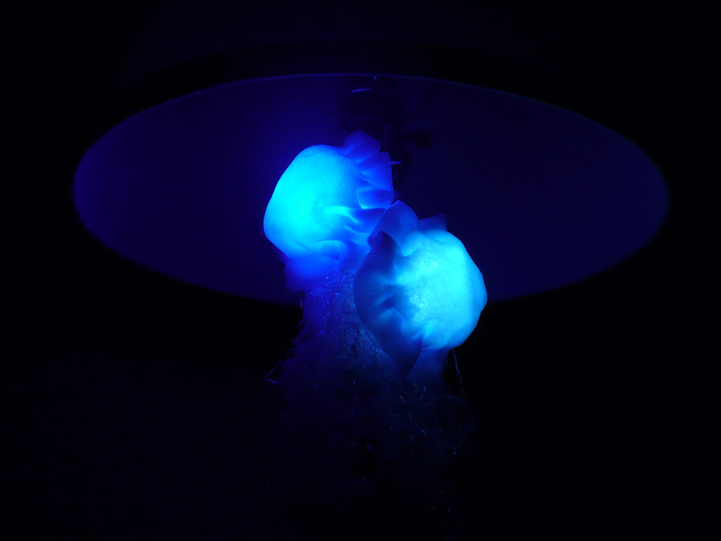 LED Jellies